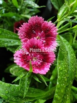 Dianthus