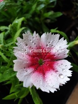 Dianthus