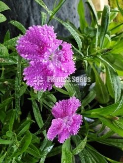 Dianthus