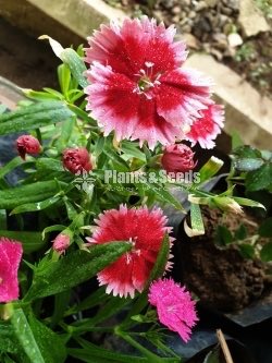 Dianthus