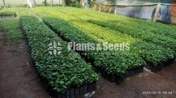 Black Pepper(ගම්මිරිස් )