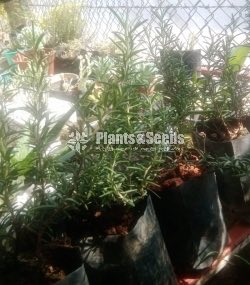 Rosemary Plants