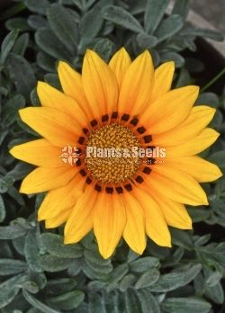 Gazania( ගාසානියා) 