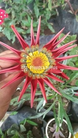 Gazania( ගාසානියා) 