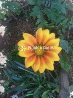 Gazania( ගාසානියා) 