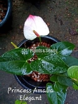 Hotlips Anthurium