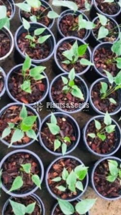 Hotlips Anthurium