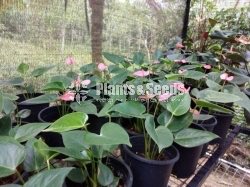 Anthurium Royal Pink