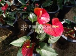 Anthurium Lady J 
