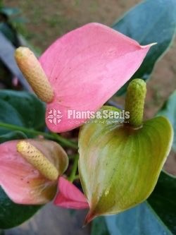 Anthurium Lady J 