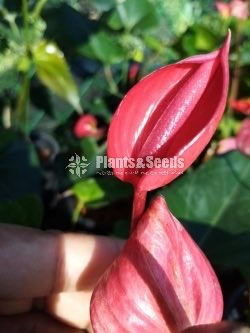 Anthurium Lady J 