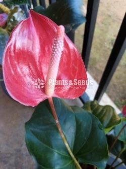 Anthurium Lady J 