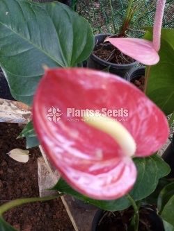 Anthurium Lady J 