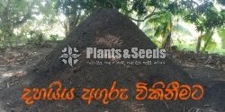 Dhayya Aguru (දහයියා අගුරු)