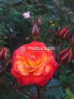 Roses