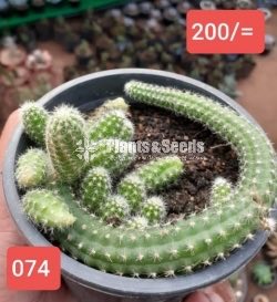 Cactus Collection