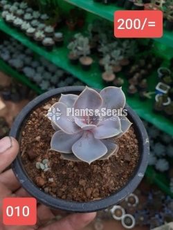 Cactus Collection