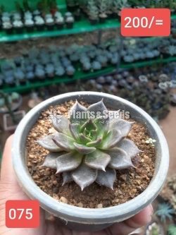 Cactus Collection