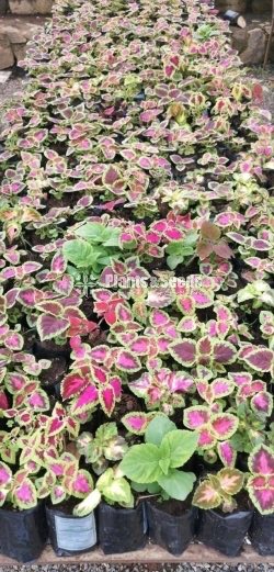 Coleus