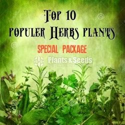 Top 10 herbs plant package