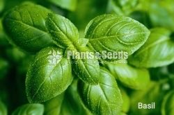 Top 10 herbs plant package