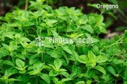 Top 10 herbs plant package