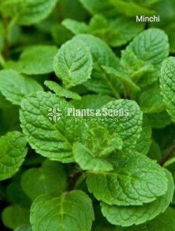 Top 10 herbs plant package