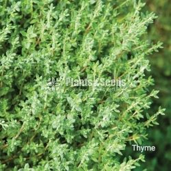 Top 10 herbs plant package