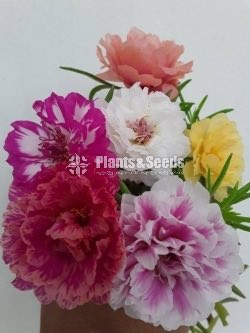 Japan Roses and Dubai Roses