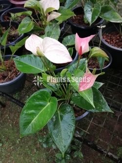 Anthurium Royal Pink
