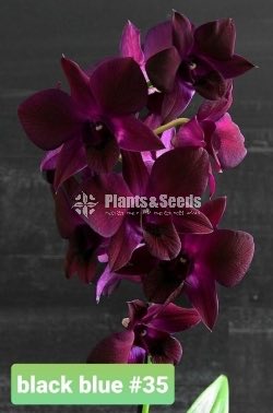 Orchids