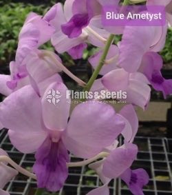 Orchids