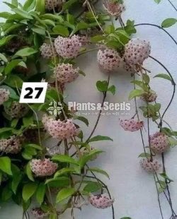 Hoya Plants