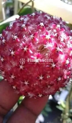 Hoya Plants