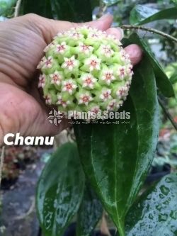Hoya Plants