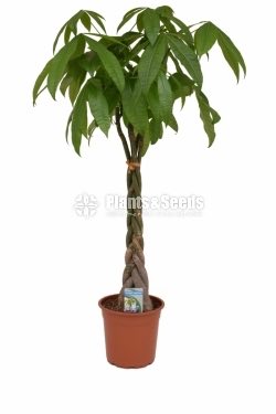Pachira Money Tree