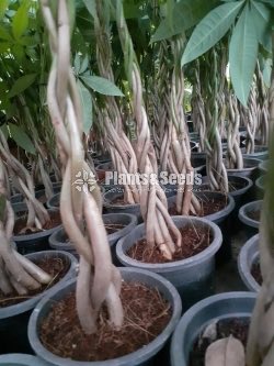 Pachira Money Tree