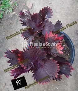 Coleus 