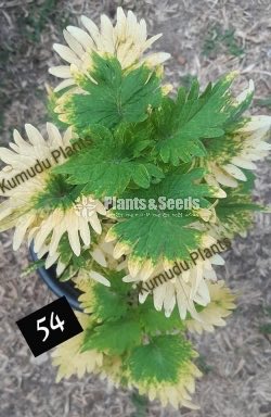 Coleus 