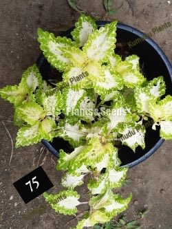 Coleus 