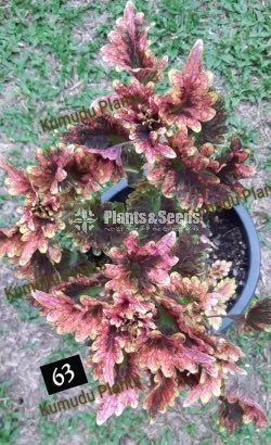 Coleus 