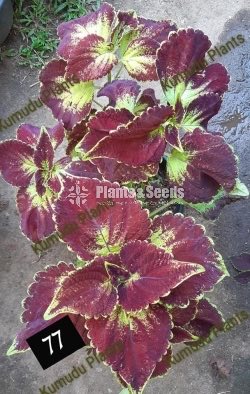 Coleus 