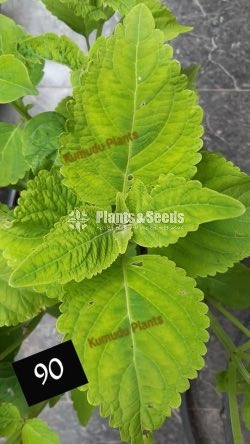 Coleus 