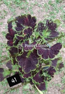 Coleus 