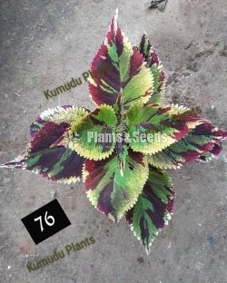 Coleus 