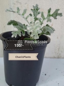 Outdoor Plants