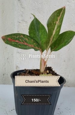 Outdoor Plants