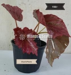 Outdoor Plants