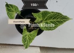 Outdoor Plants