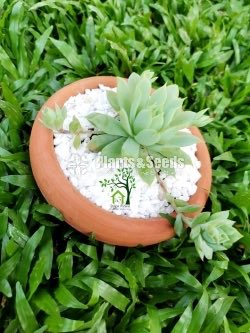 Succulent Plants
